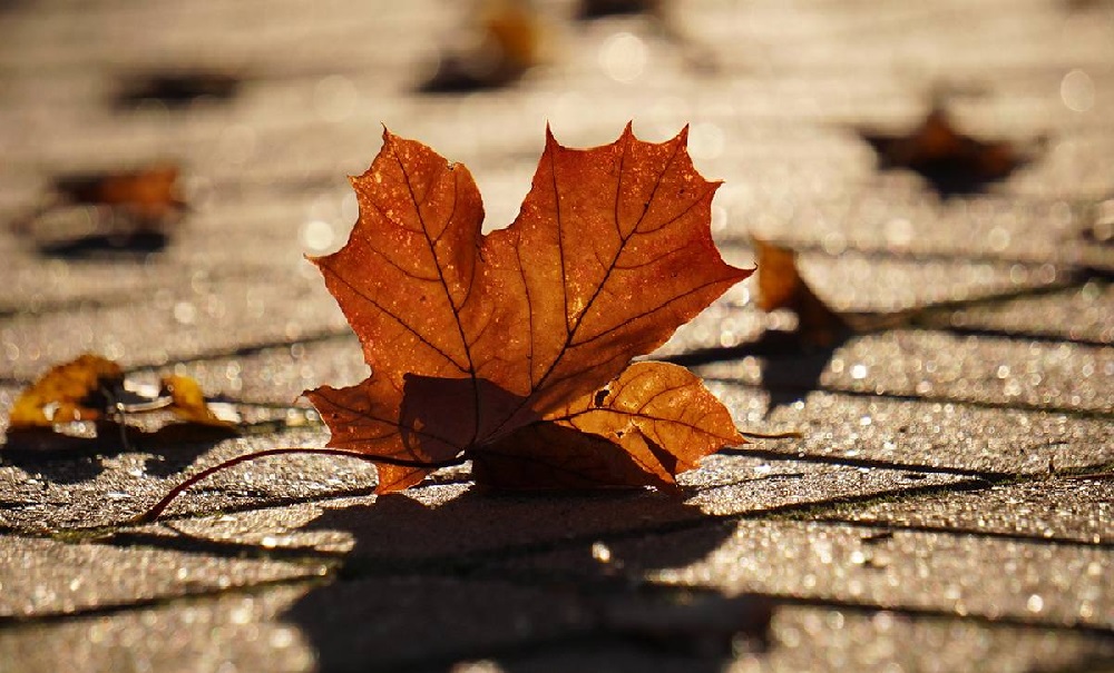 Дожди и туман: какой будет погода в ЗКО на День республики